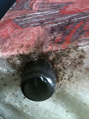 Bed bugs on the bottom of a sofa.