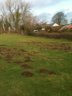 Mole damage to a field.