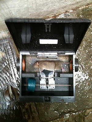 Our tamper proof rat boxes can be fitted with poison blocks or traps.